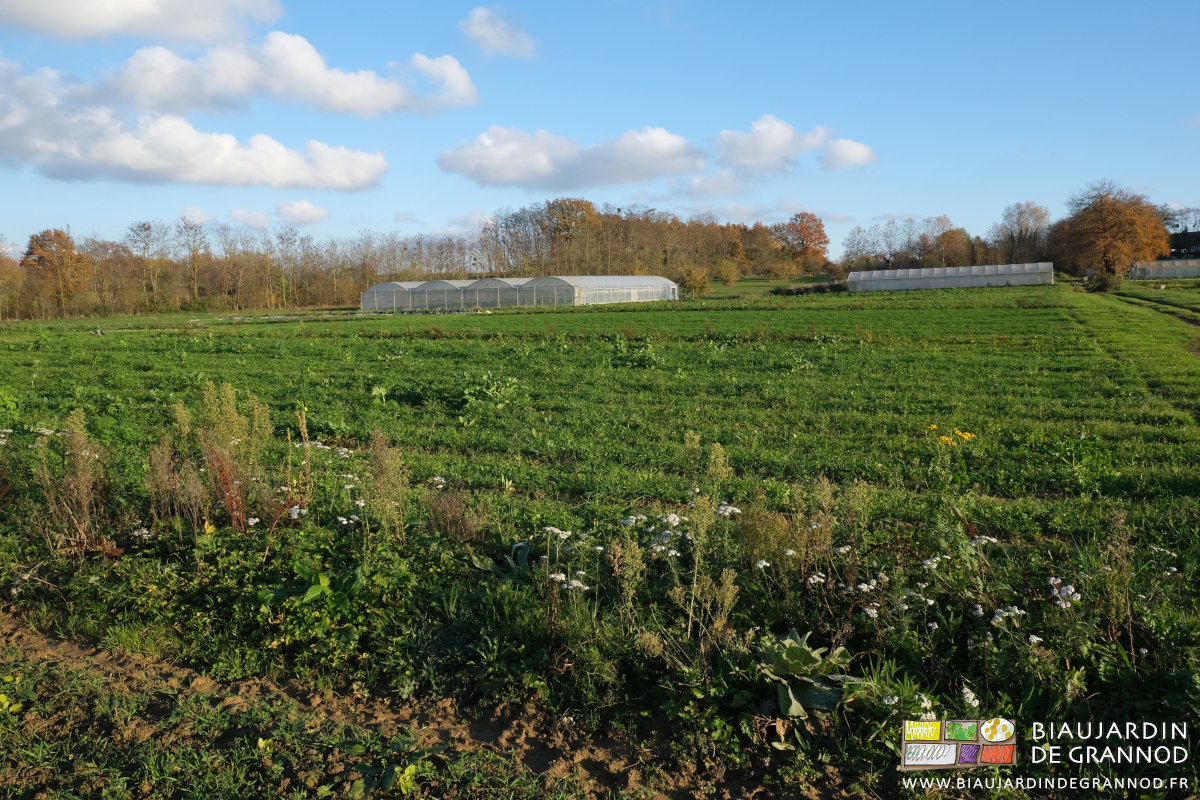 photo de bande fleurie et d'engrais vert pluriannuel