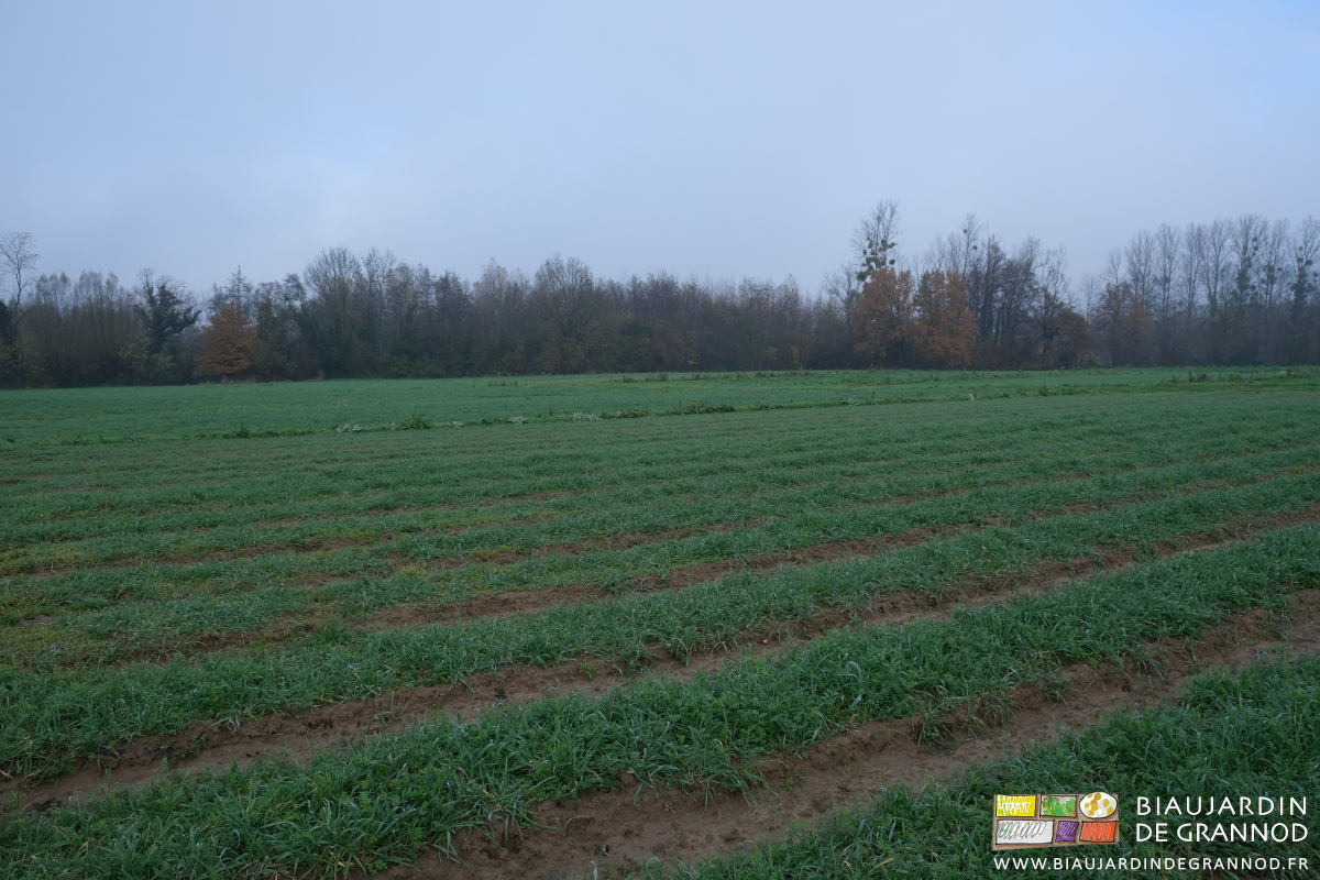 photo de temps grois sur le jardin et ses engrais verts