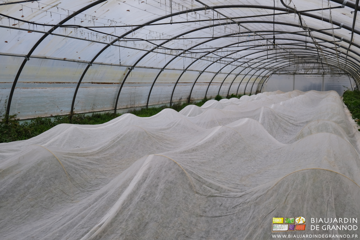 photo des 4 planches d'un tunnel couvertes par un voile thermique posé sur arceaux