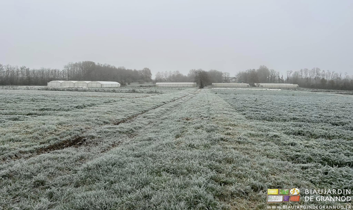 photo d'ensemble du jardin blanc de gel sous un ciel gris