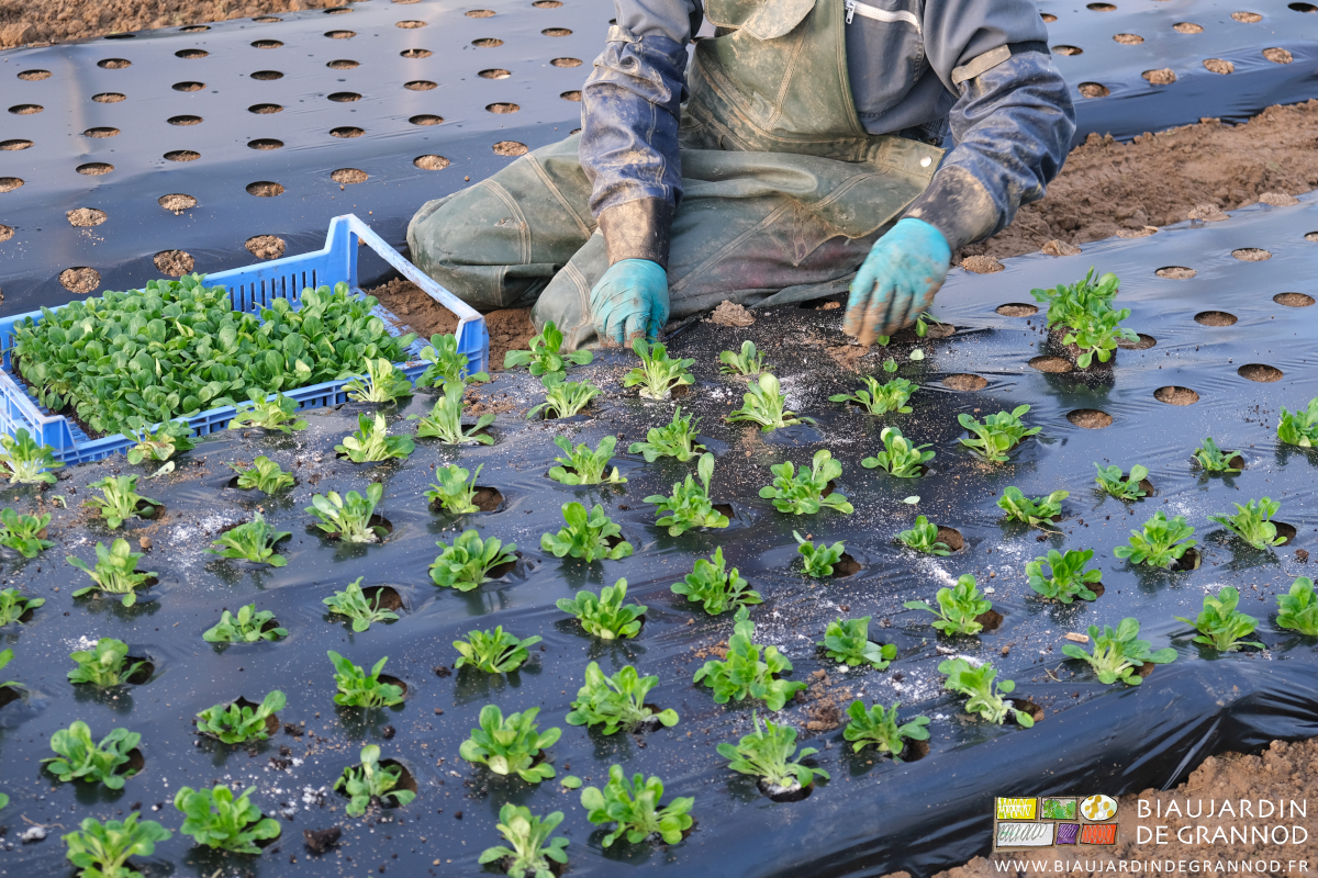 photo de Vivien dont chacune des moins tient et plante une motte de mâche