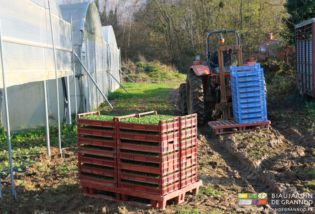 photo de la deuxième palette de caisses garnie à faible hauteur