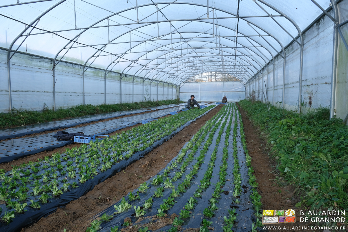 photo générale du tunnel et ses 4 planches permanentes en cours de plantation