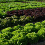photo du carré de salades de toutes formes et couleurs