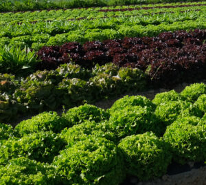 photo du carré de salades de toutes formes et couleurs