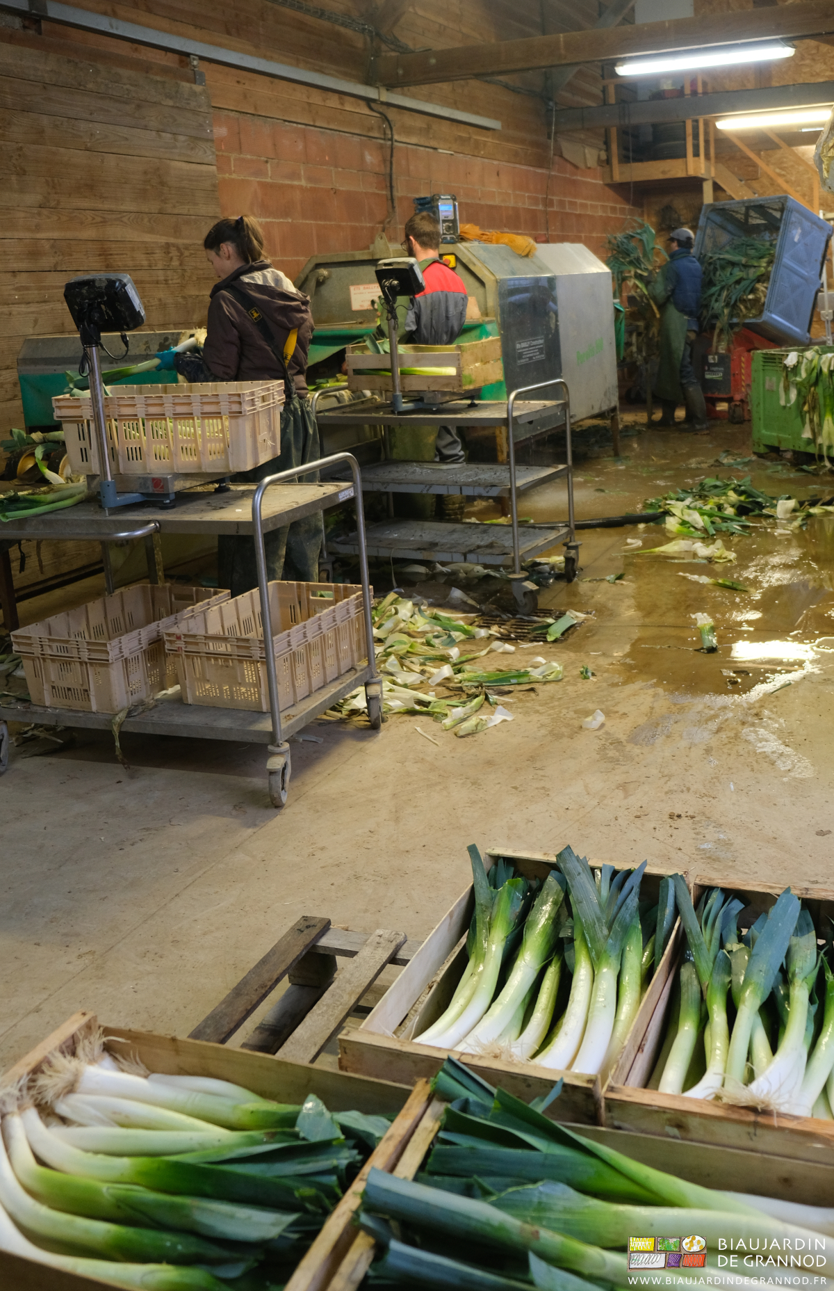 photo de l'équipe à la laveuse et des cagettes de poireau lavés au premier plan