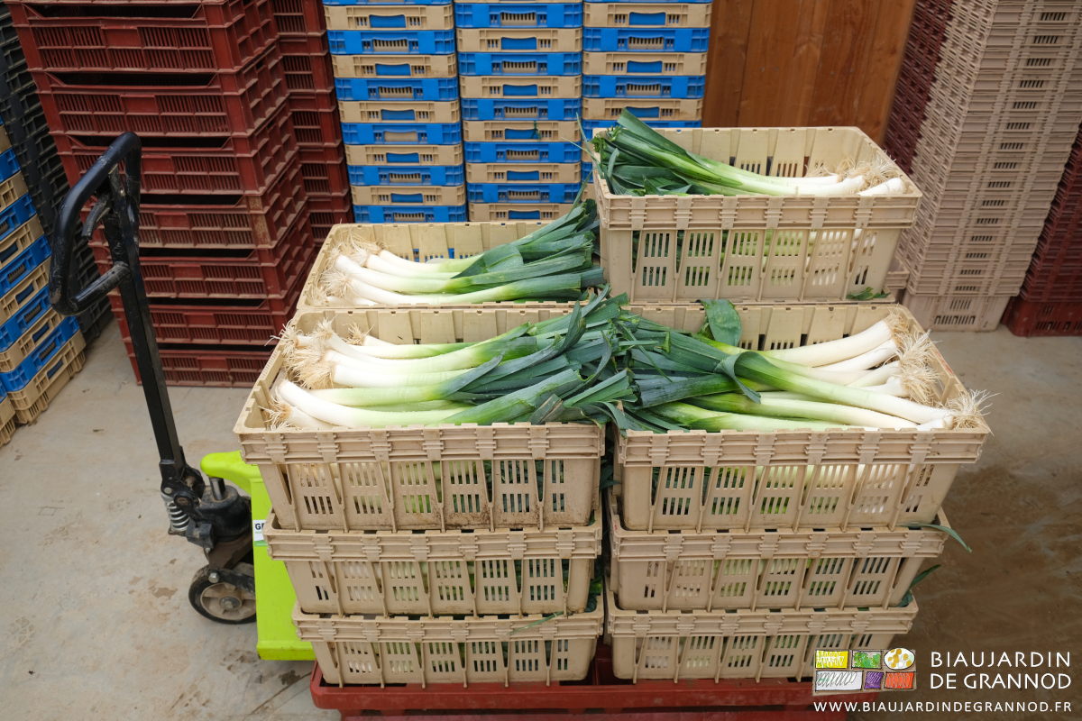 photo des poireaux lavés et rangés en cagette plastique pour l'amap