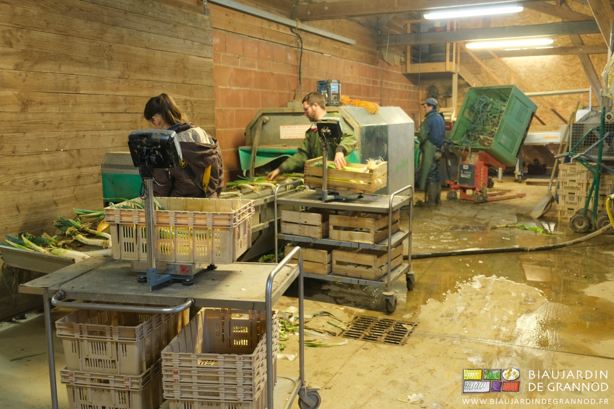 photo des 3 Biaux Jardiniers au travail avec la laveuse à poireau