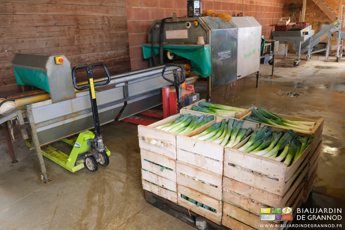 photo de la palette de poireau lavé conditionnés en cagettes bois sur palette