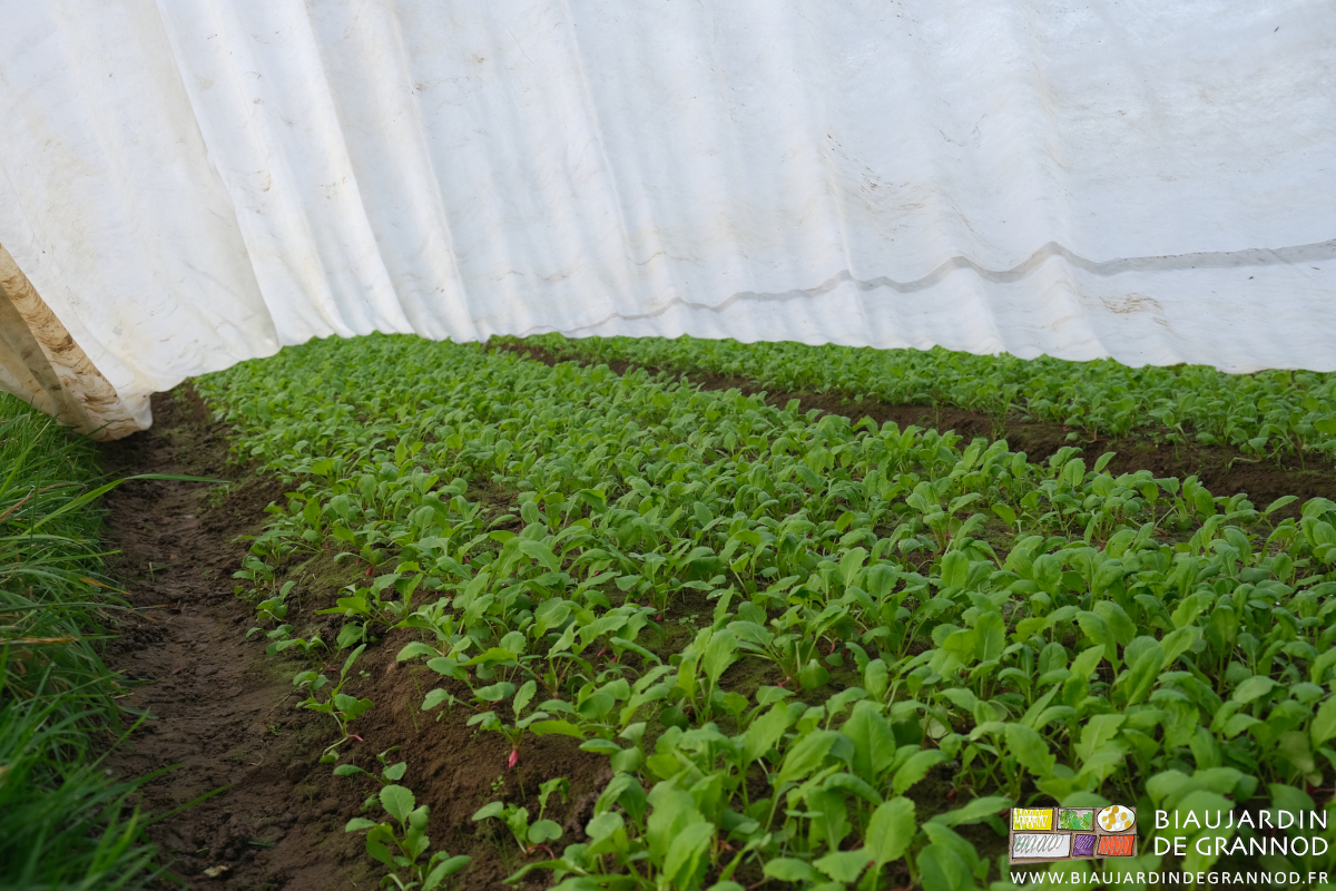photo de radis botte en végétation surtout riche en feuilles