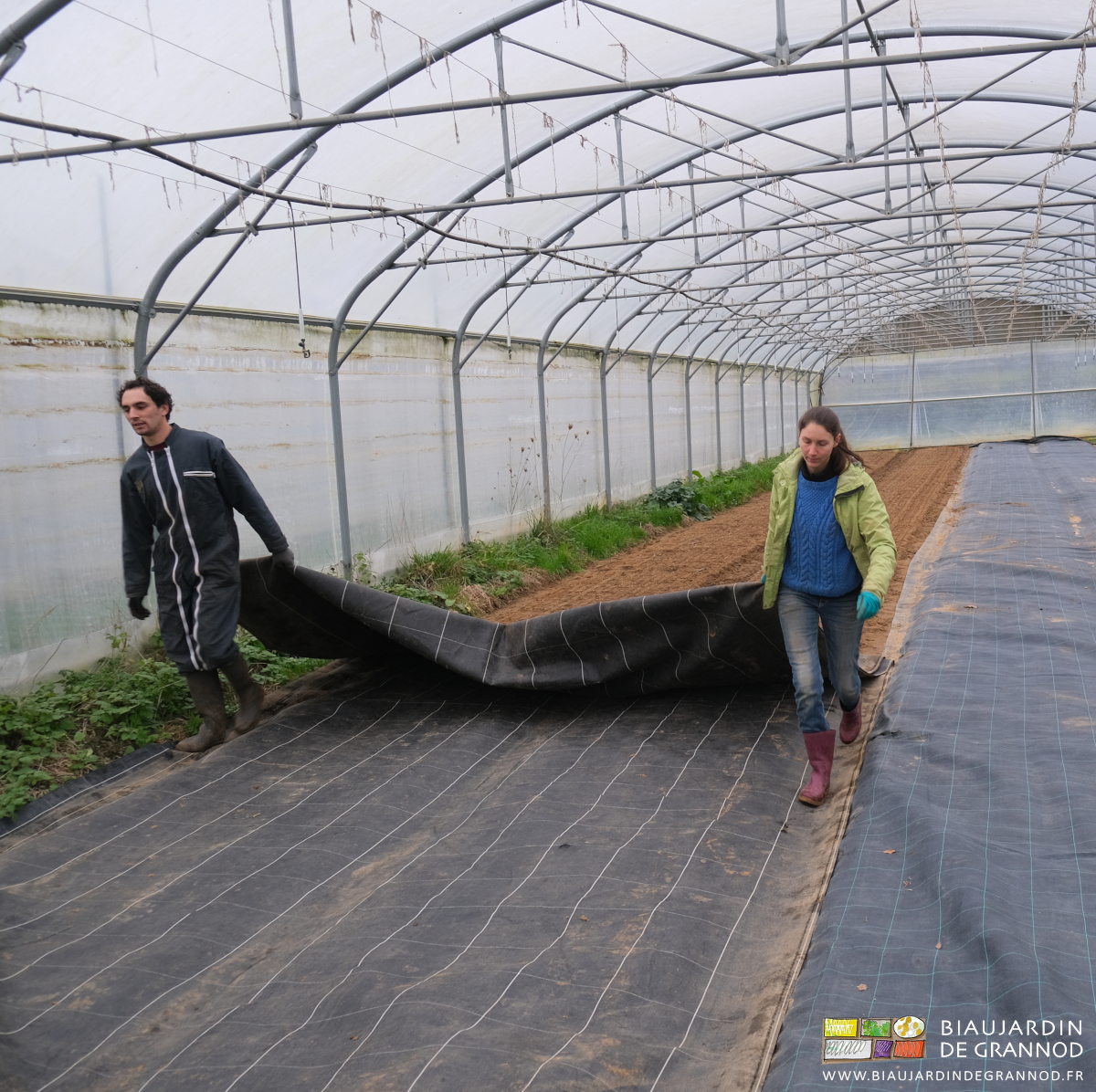 photo de Vivien et Émilie qui débâchent le semis de radis de sa toile d'occultation
