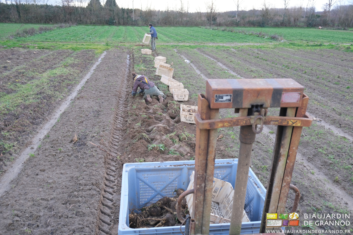 photo depuis le tracteur du mât lève palette, palox et Biauxc Jardiniers remplissant les caisses