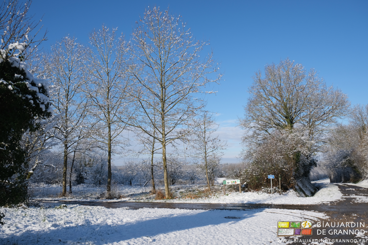 photo du chemin de la ferme, platanes sous la neige et ciel bleu