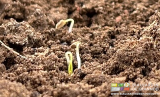photo de plantules de carotte en cours de levée