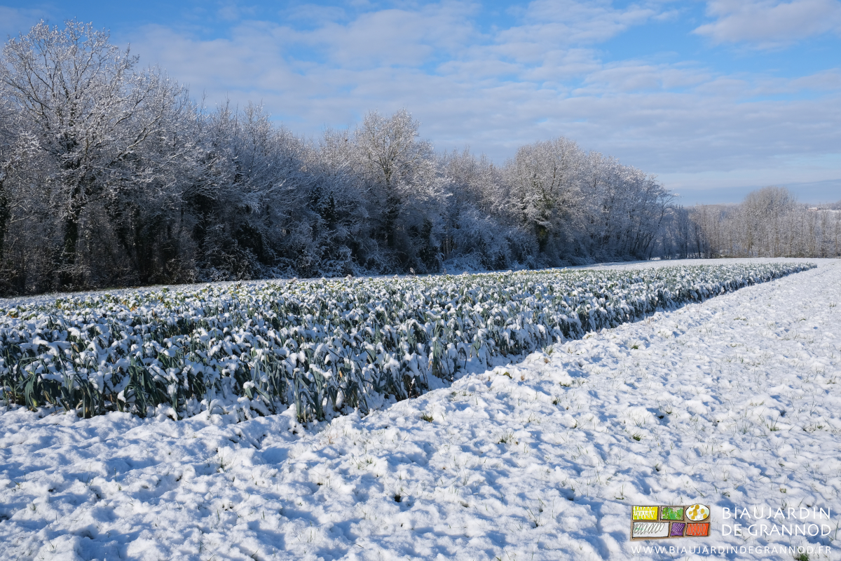 photo d'un carré de poireau sous neige et ciel bleu