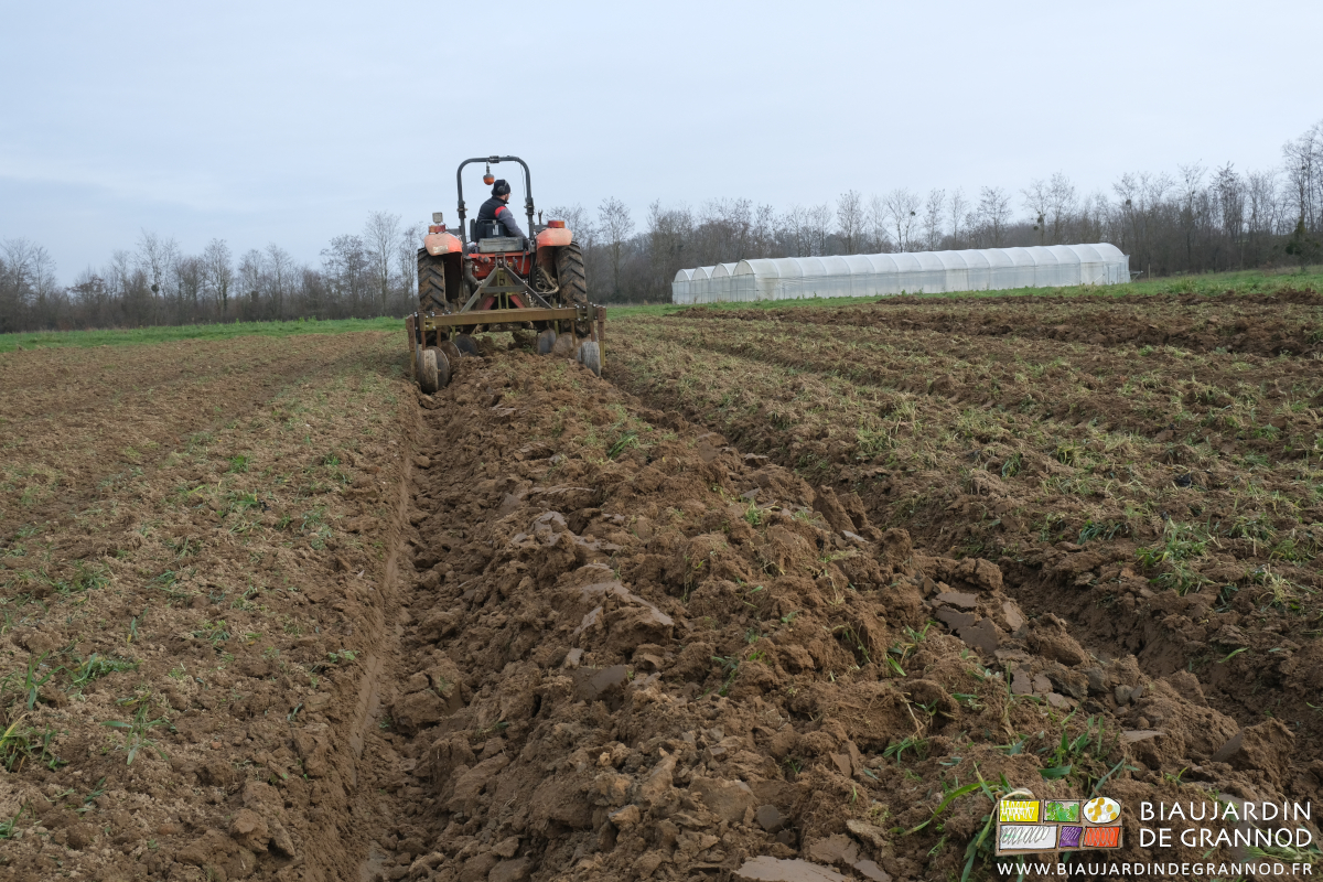 photo d'une planche en cours de buttage avec bon relief et mottes pour fermentation aérée
