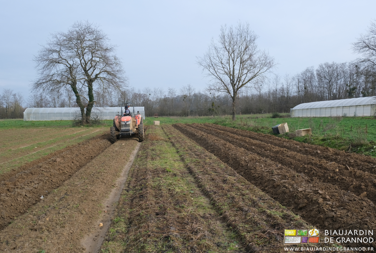 photo de buttage de quelques planches de panais