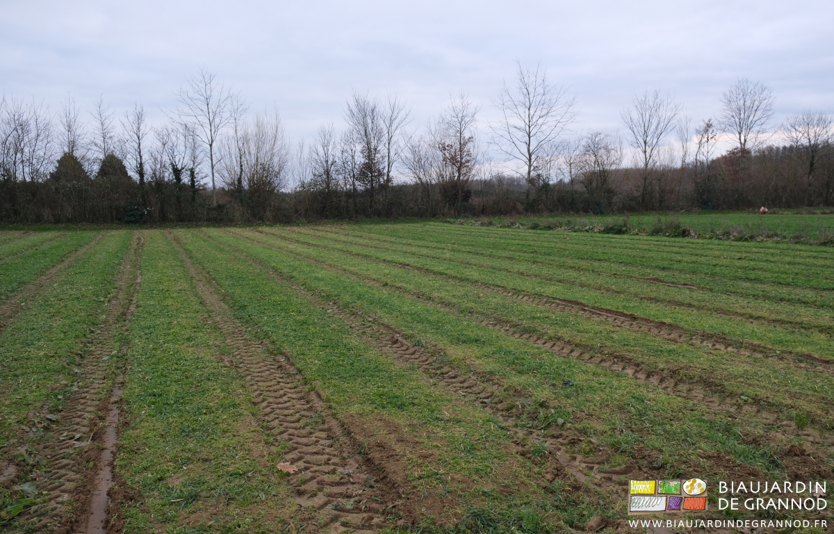 photo d'un carré d'engrais vert broyé le long d'une de nos haies bocagères