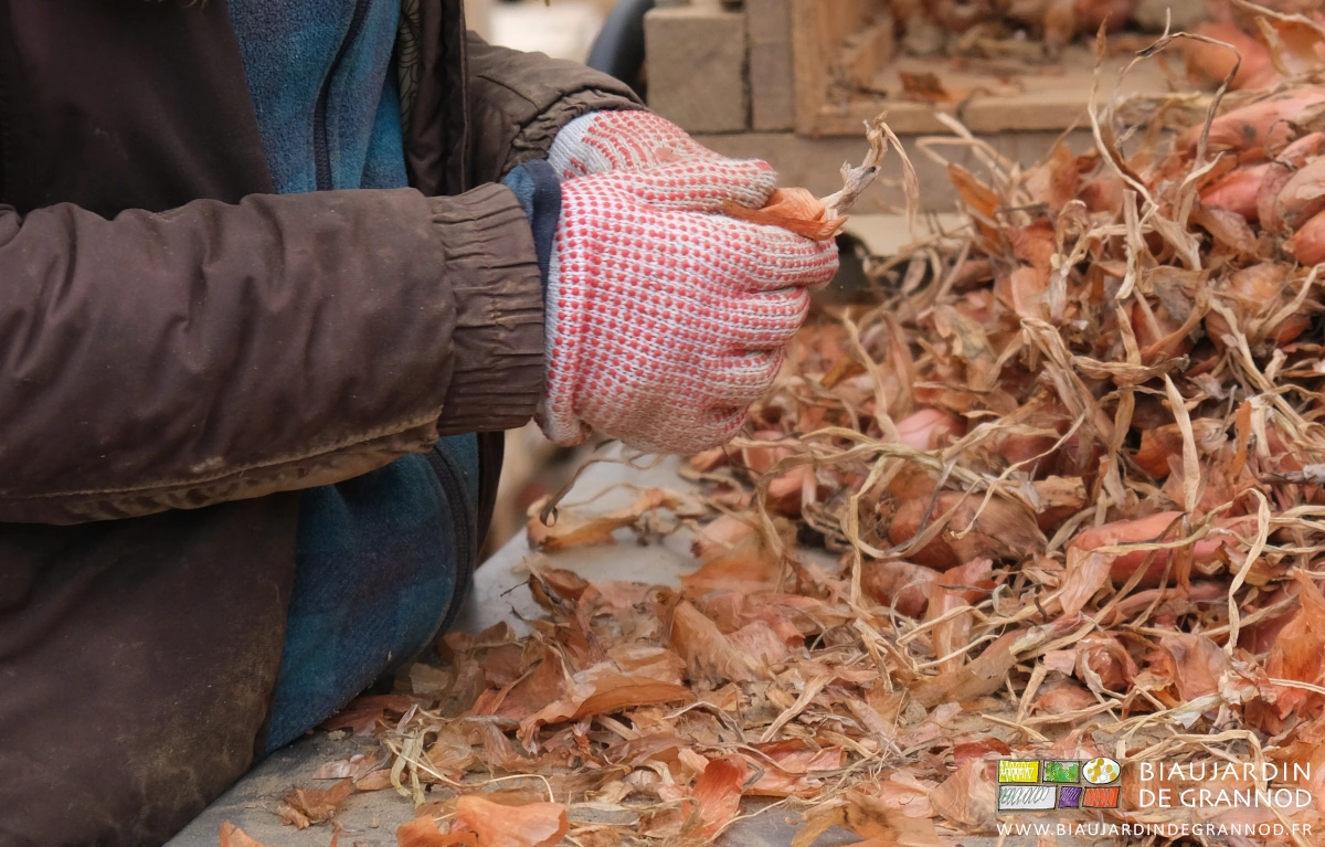 photo de nettoyage d'échalote avec les mains gantées sur table roulante à bonne hauteur