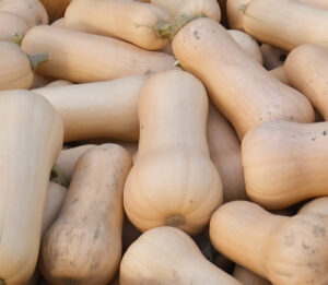 photo de courge butternut en palox bois