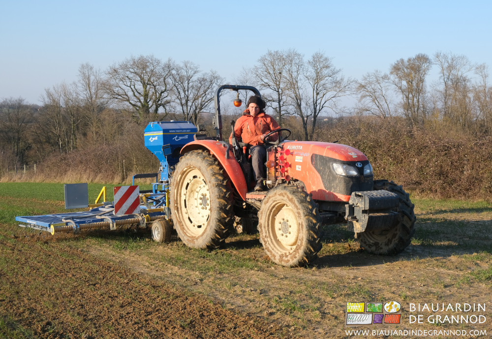 photo de Flo passant la herse étrille sur le blé