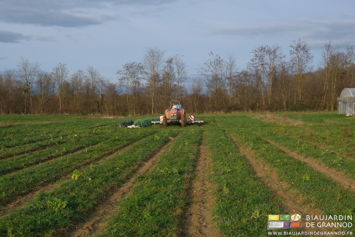photo d'ensemble du passage de herse étrille dans un carré