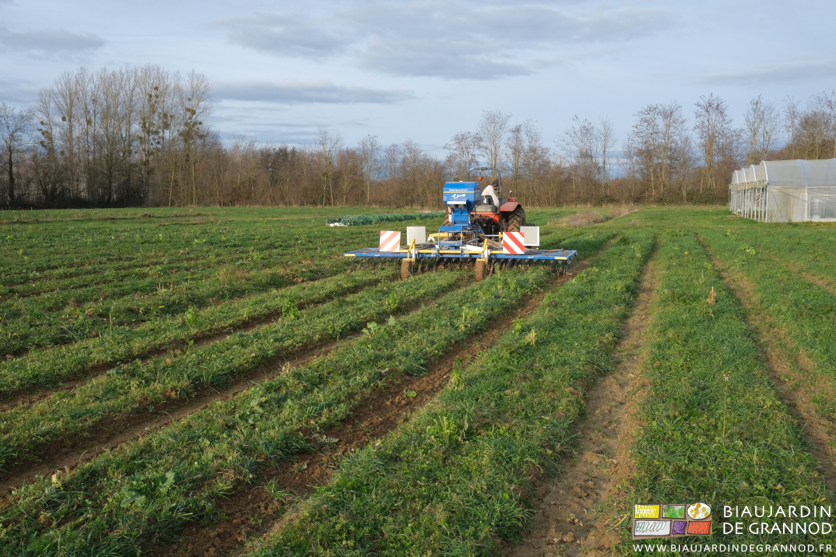 photo du passage d'étrille aussi dans les engrais verts pluriannuels