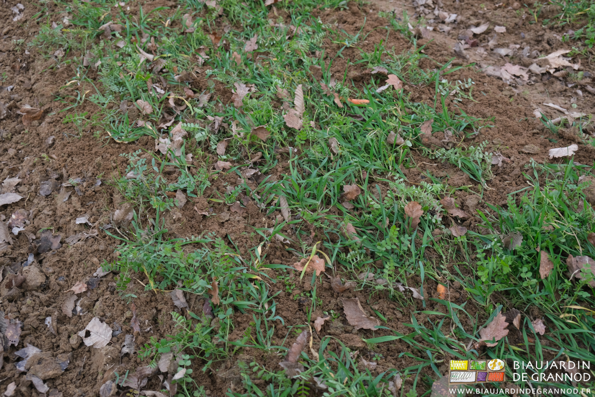 photo d'une planche d'engrais vert aérée en surface par les dents de l'étrille