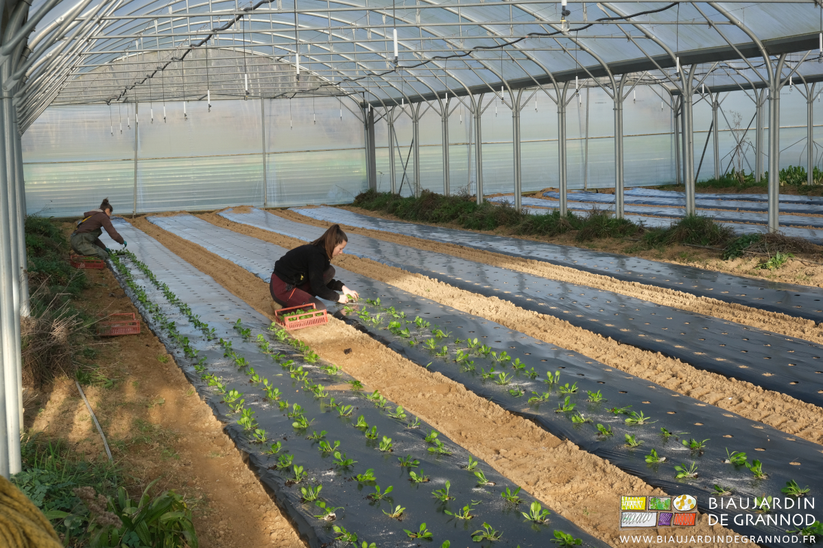 plantation manuelle d'épinard sous tunnel