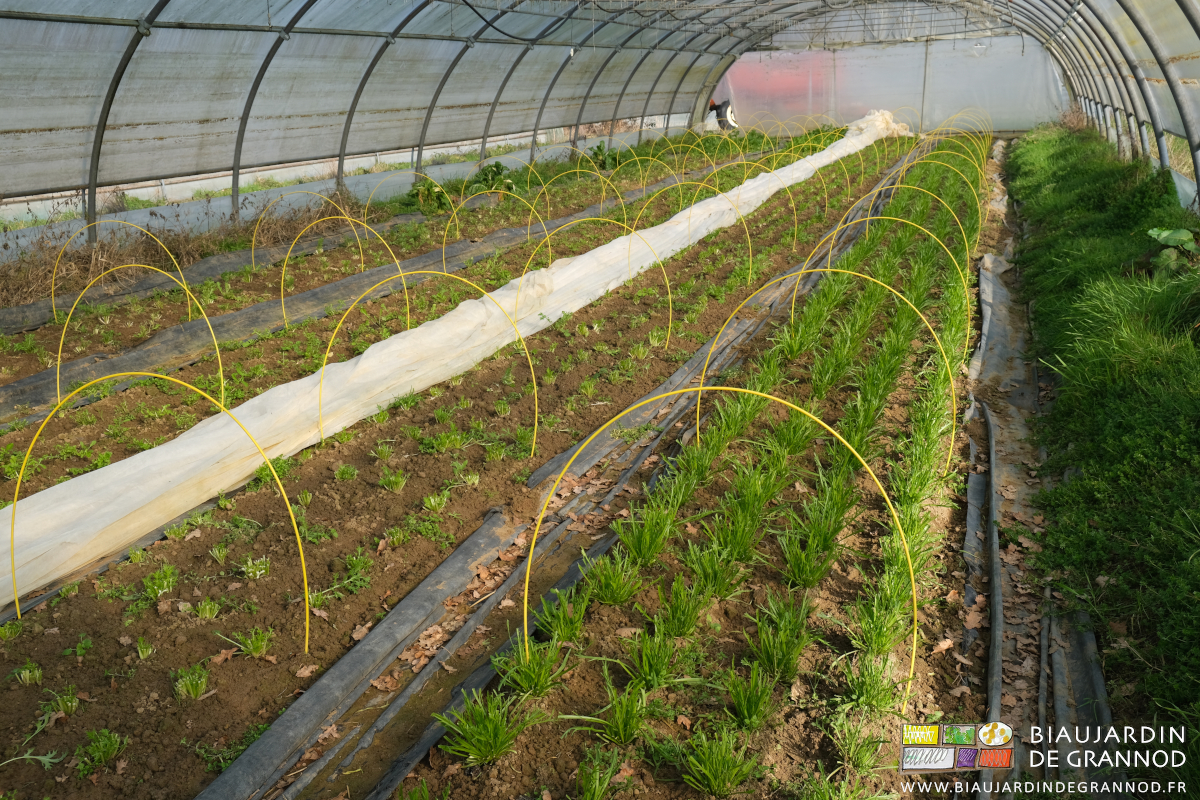photo du tunnel de mesclun en belle reprise de végétation