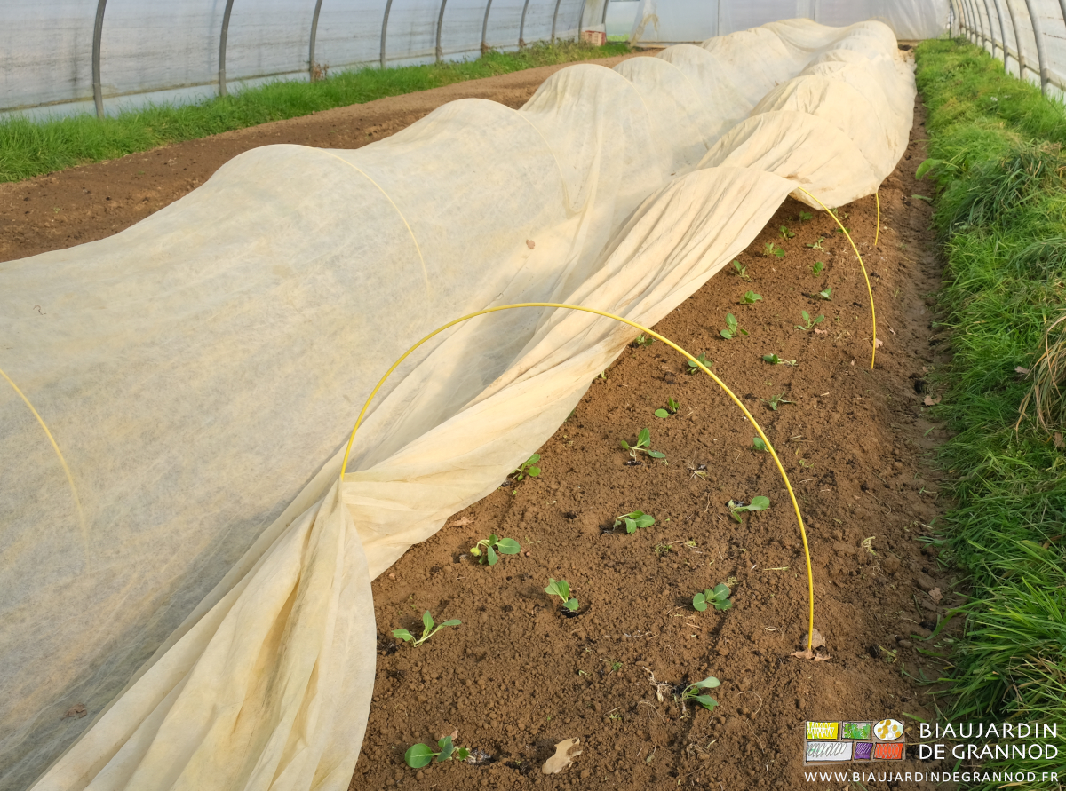 photo de planche de chou pointu sur sol nu protégé par un voile thermique sur arceaux