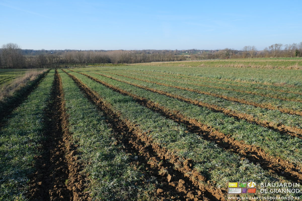 photo de carrés d'engrais vert aux allées permanentes binées