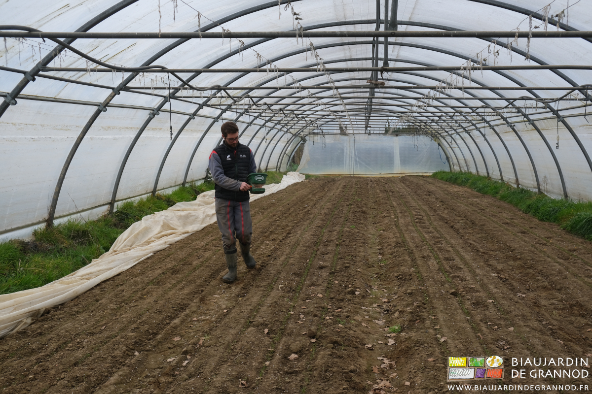 photo sous tunnel de Matthieu semant les oligos éléments avec la moulinette