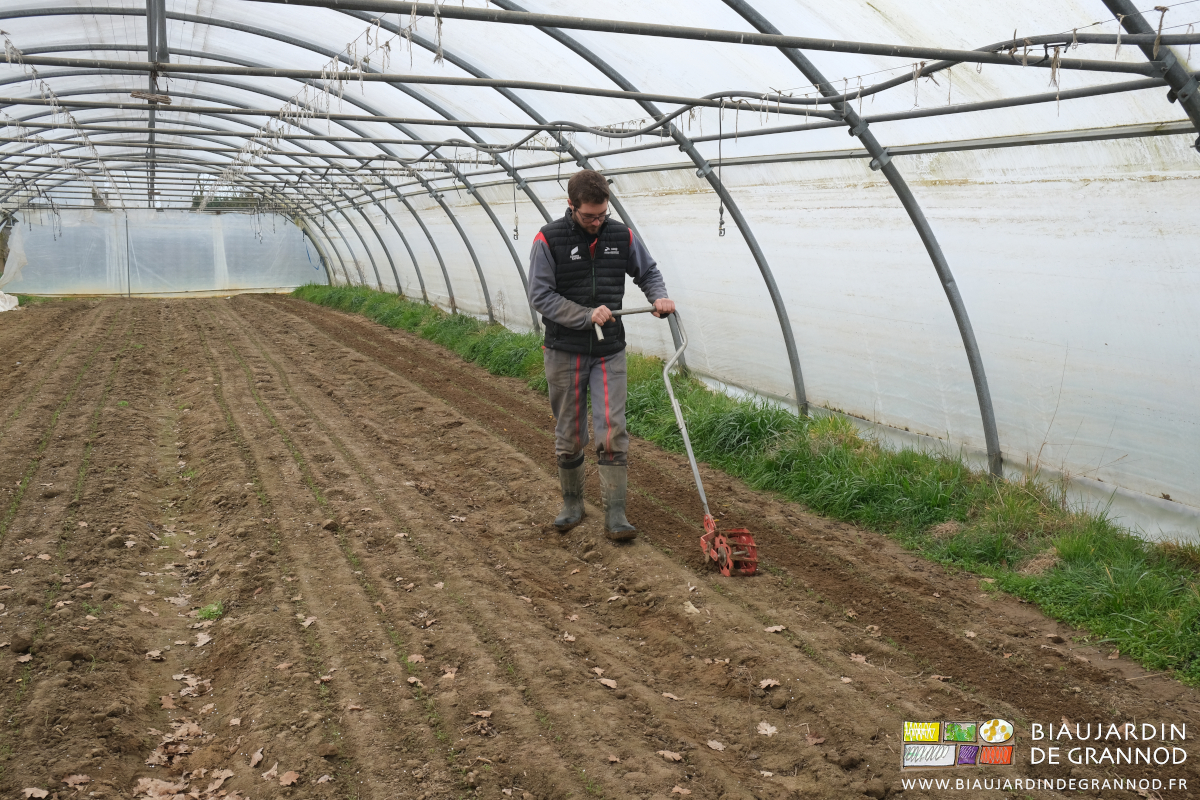 photo de Matthieu poussant la roue sarcleuse entre les rangs de carotte