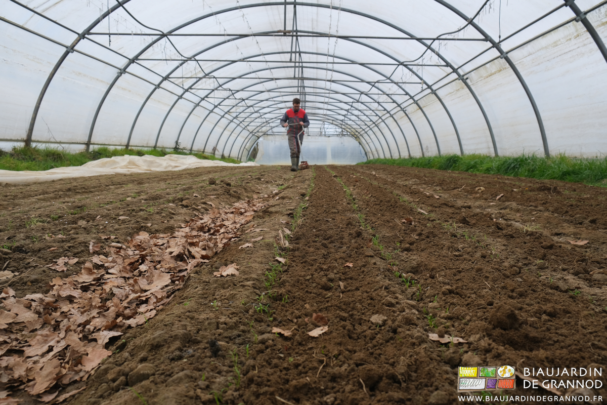 photo ras du sol des rangs de carotte encore au stade cotylédons