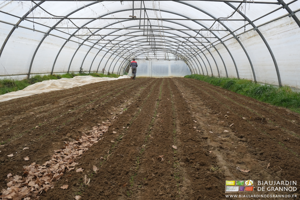 photo d'ensemble des 4 planches de carotte binées du tunnel