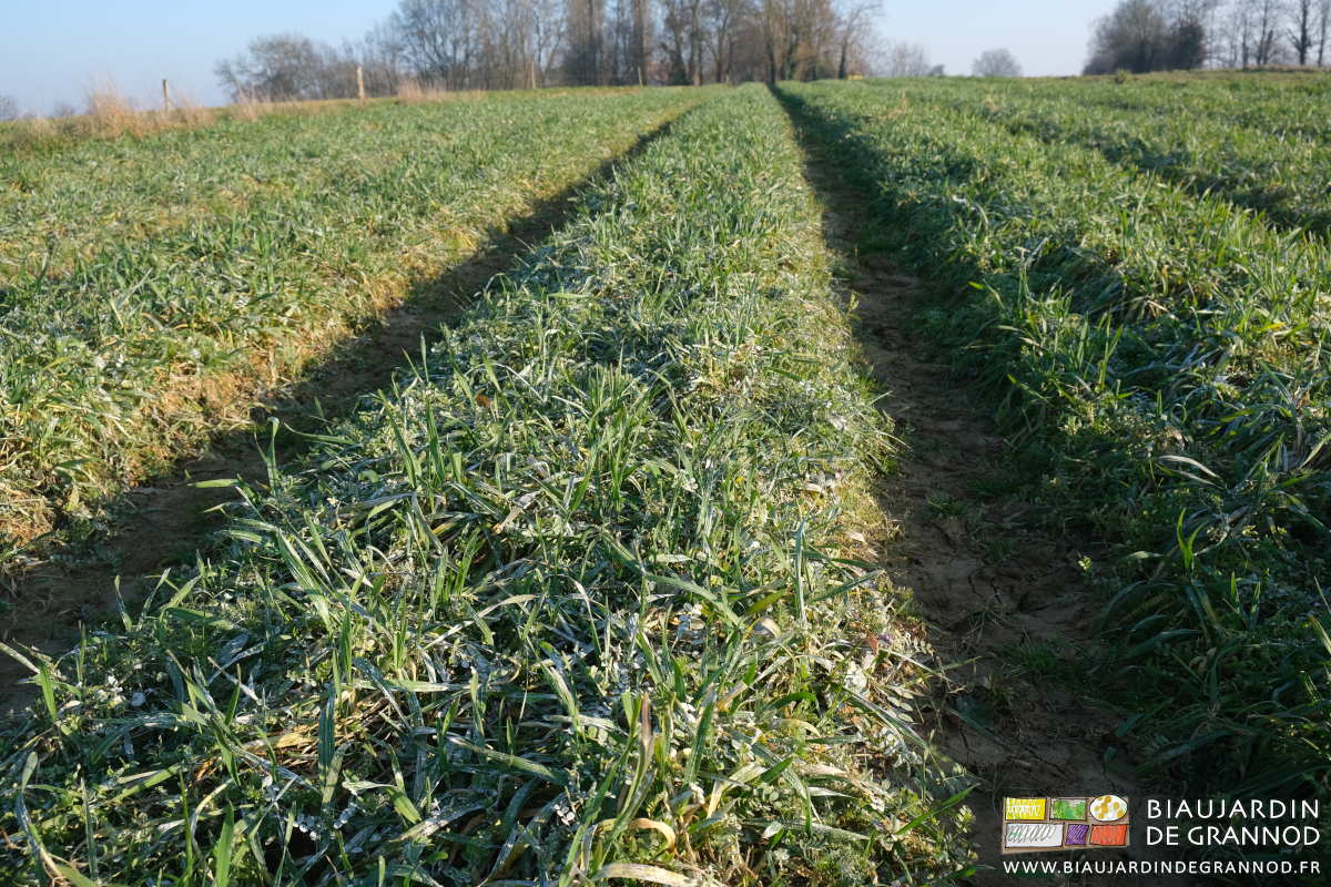 photo de planches d'engrais vert bien développés et chaulés