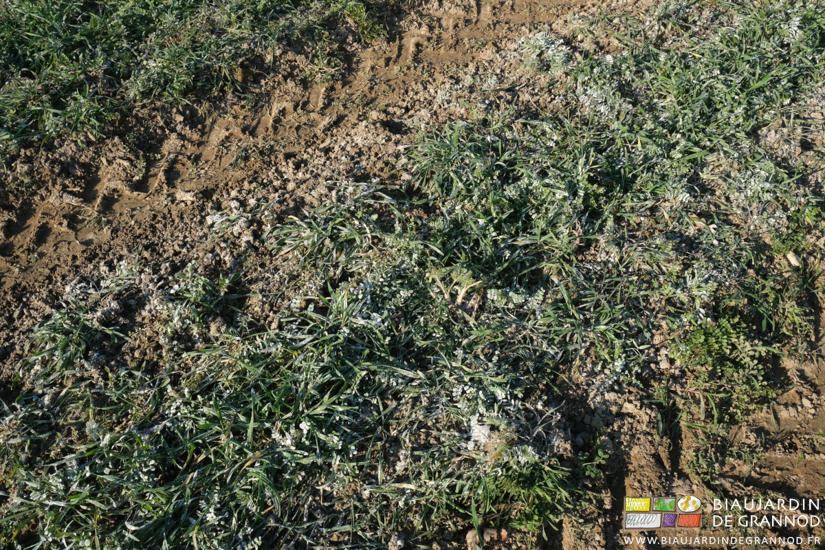 photo de chaux épandue sur des planches d'engrais verts jeunes