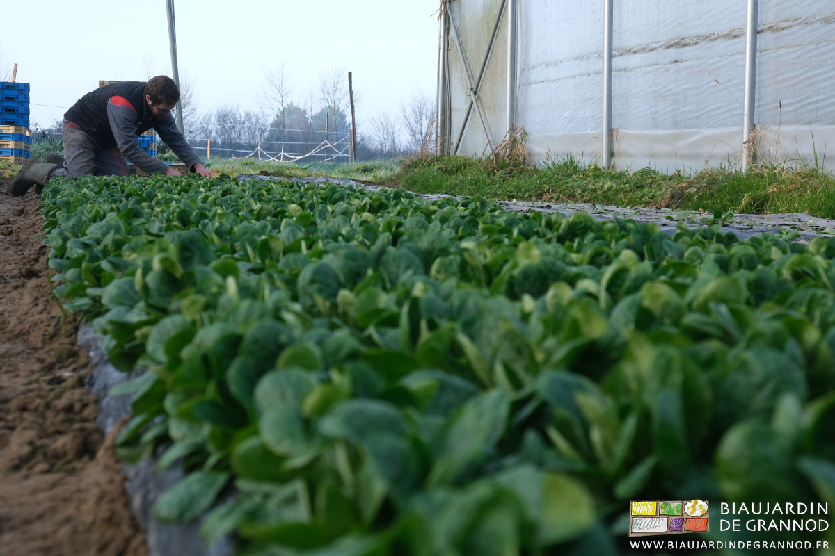 photo de Matthieu récoltant la mâche à petite graine sous tunnel