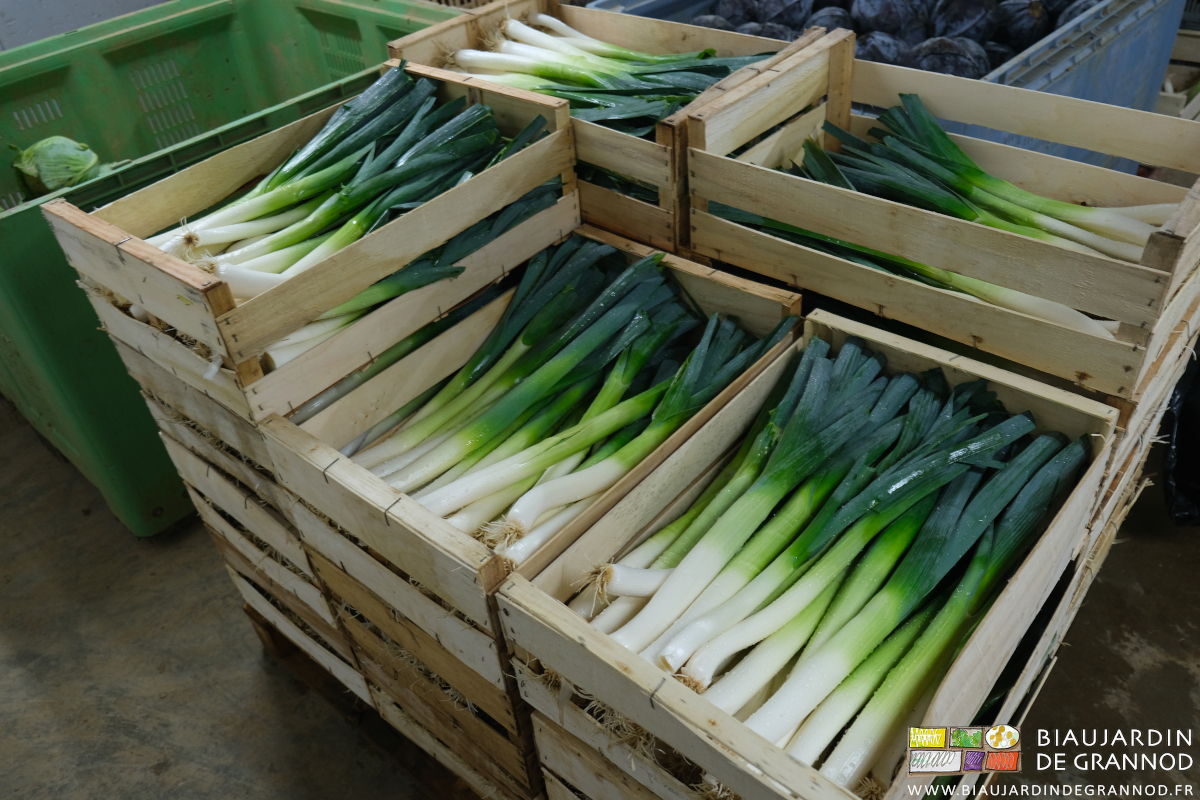 photo d'une palette de poireaux lavés