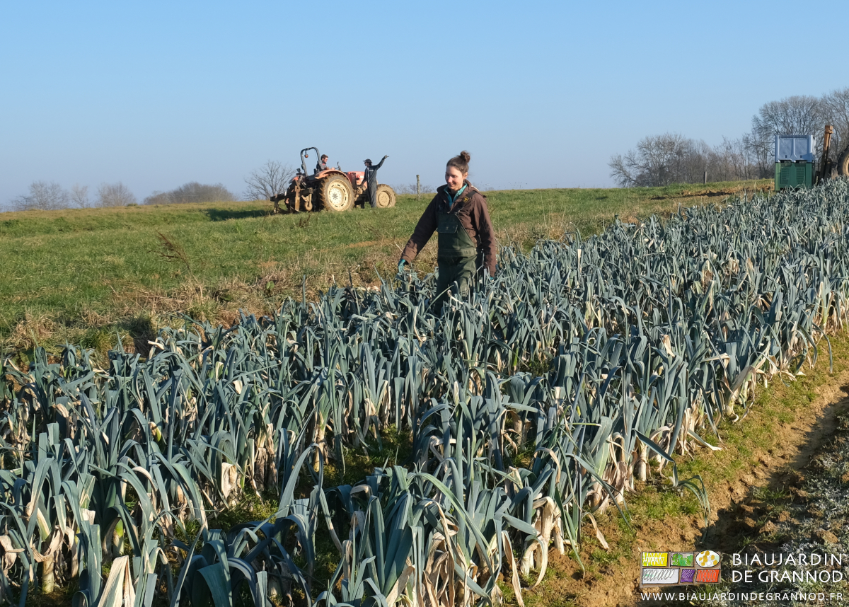 photo de l'équipe au travail dans le carré de poireau sous un beau soleil