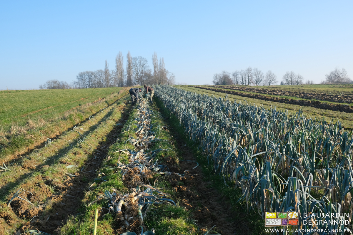 photo de la mise en tas des poireaux arrachés manuellement après la souleveuse 