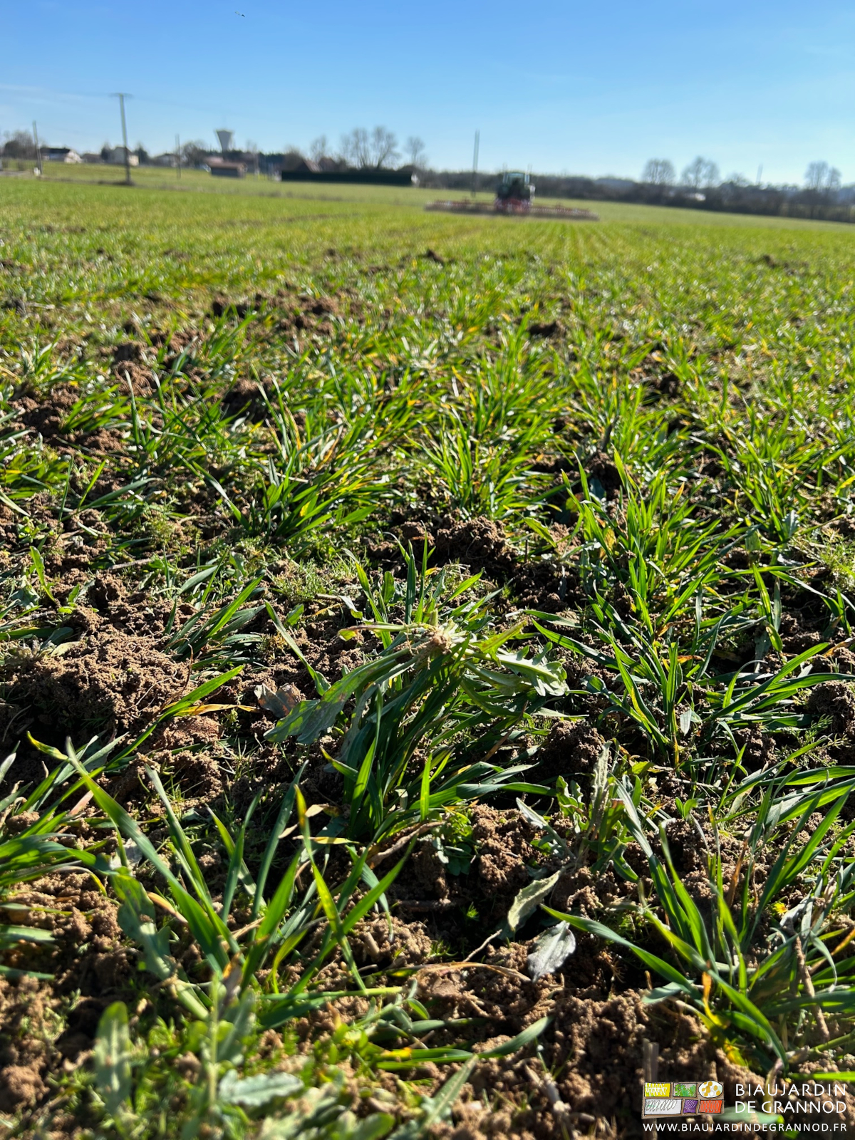 vue rapprochée des rangs de blé binés, les adventices en partie détruites