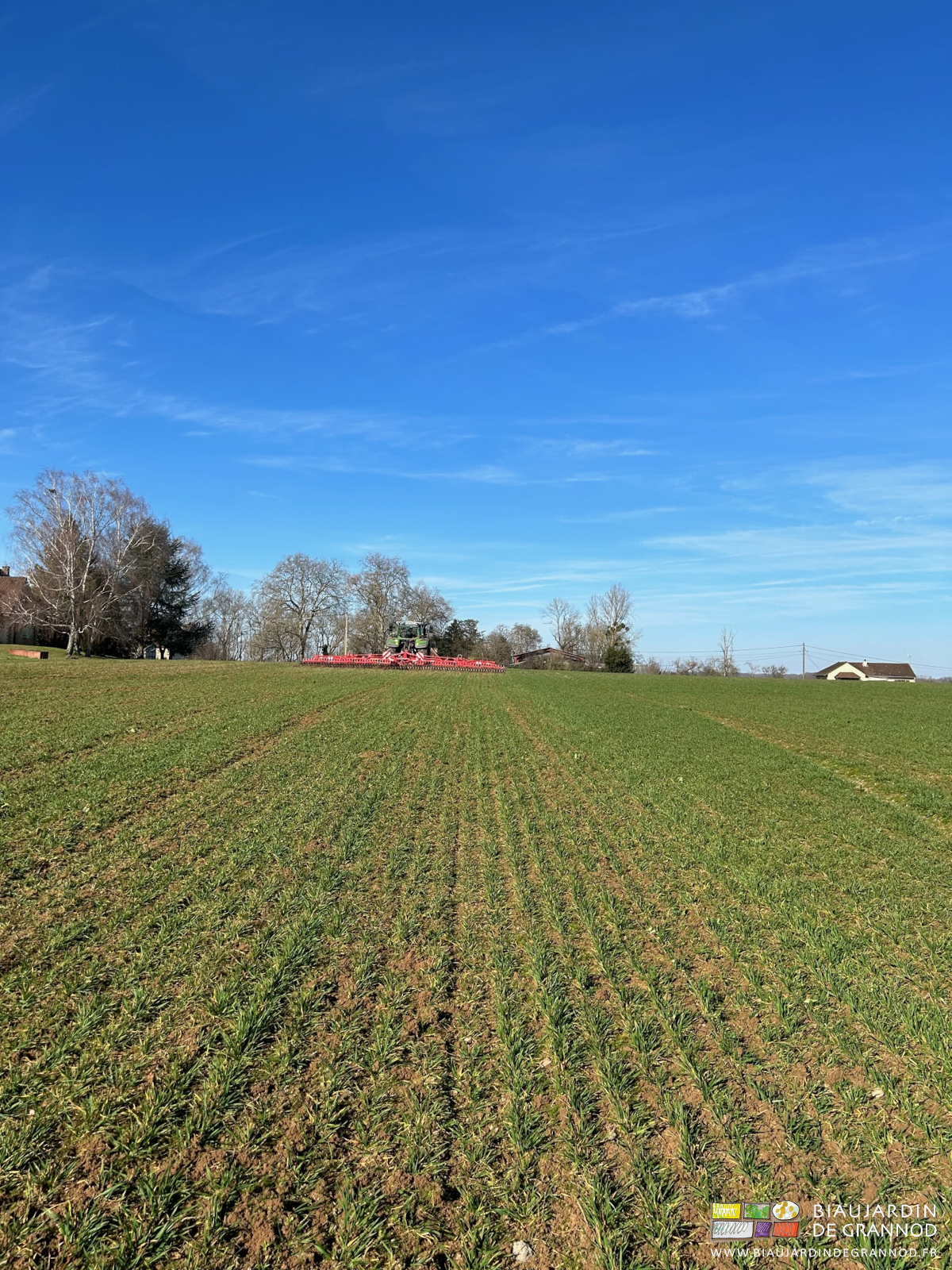 photo d'ensemble de la parcelle et des rangs de blé en cours de binage fin