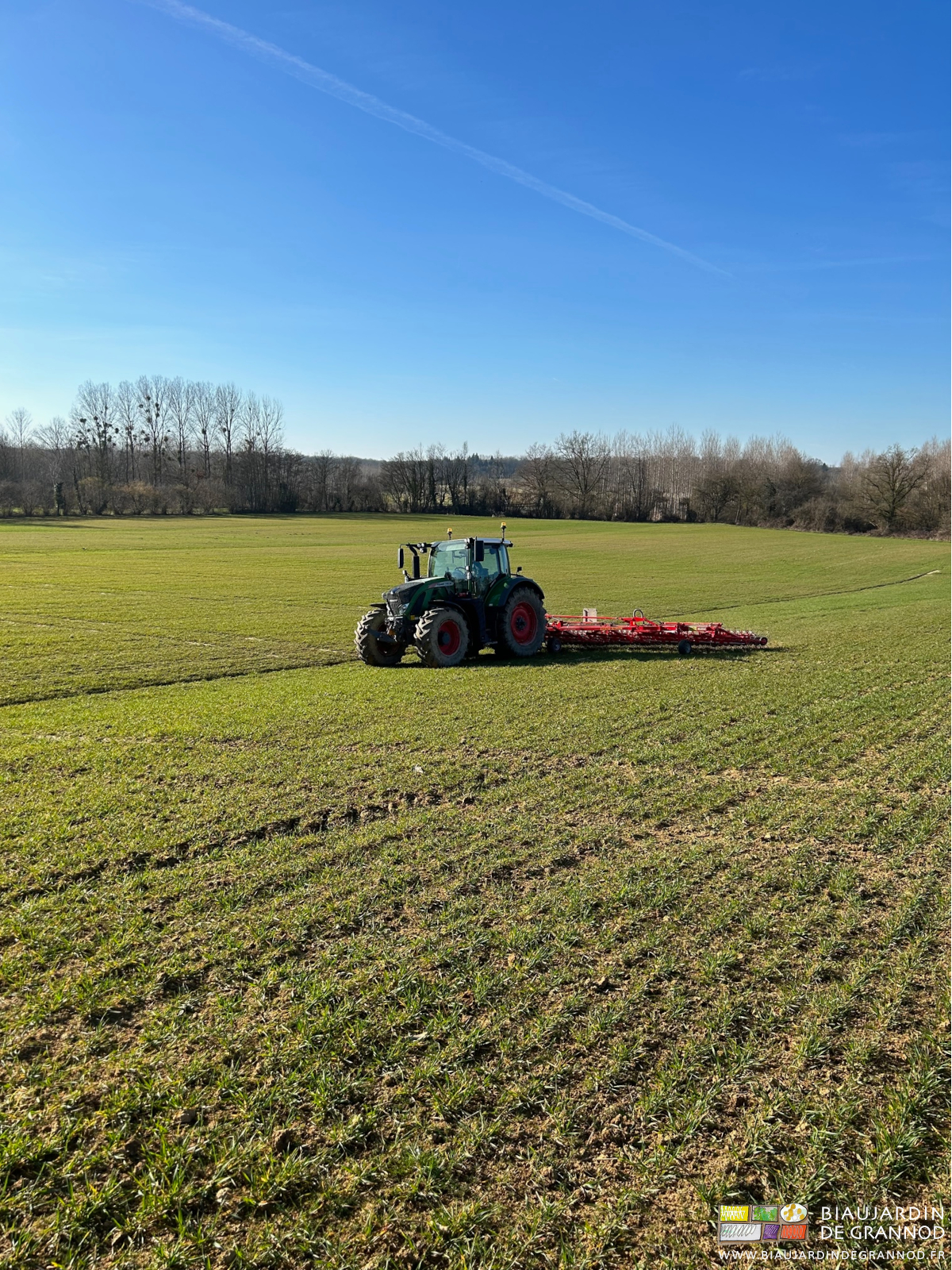photo d'ensemble d'une des parcelles en blé,binée par la roto-étrille