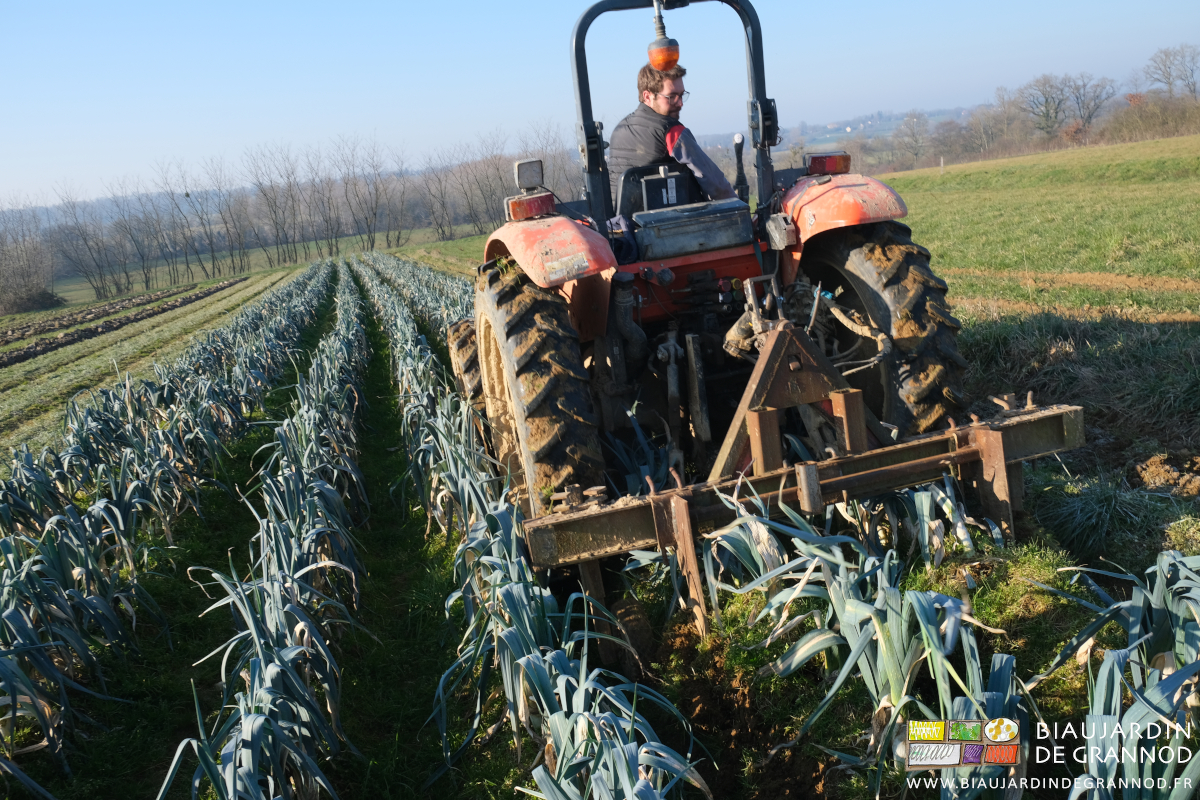 arrachage de poireau avec la lame souleveuse auto-construite