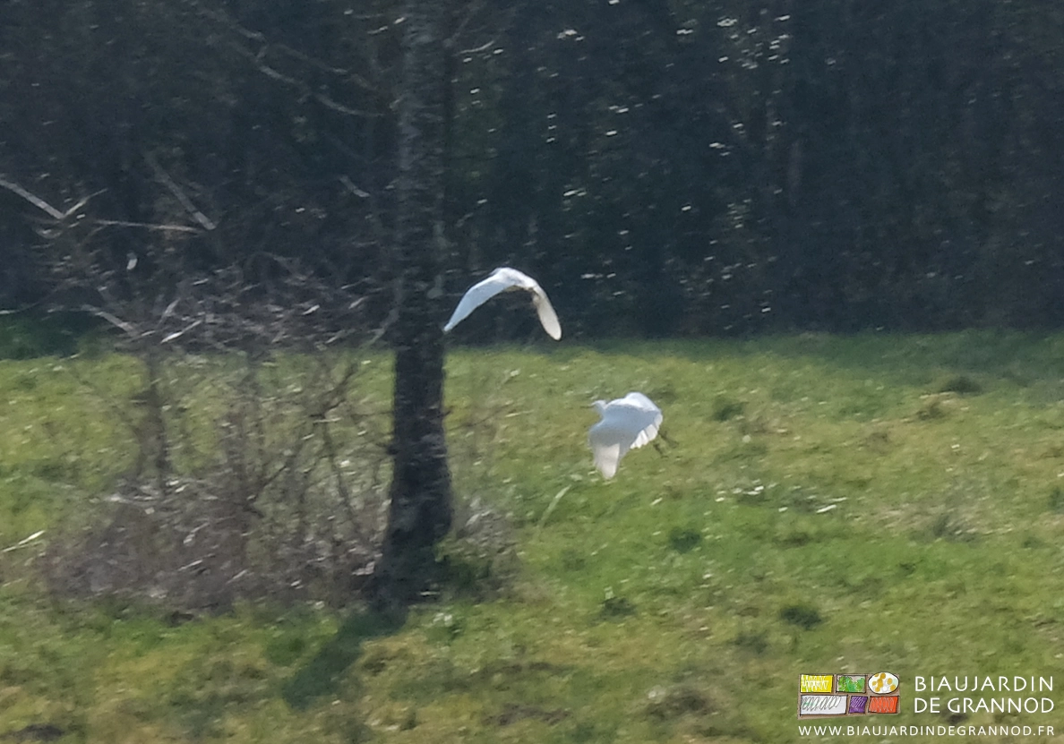 photo de deux aigrettes prenant leur envol
