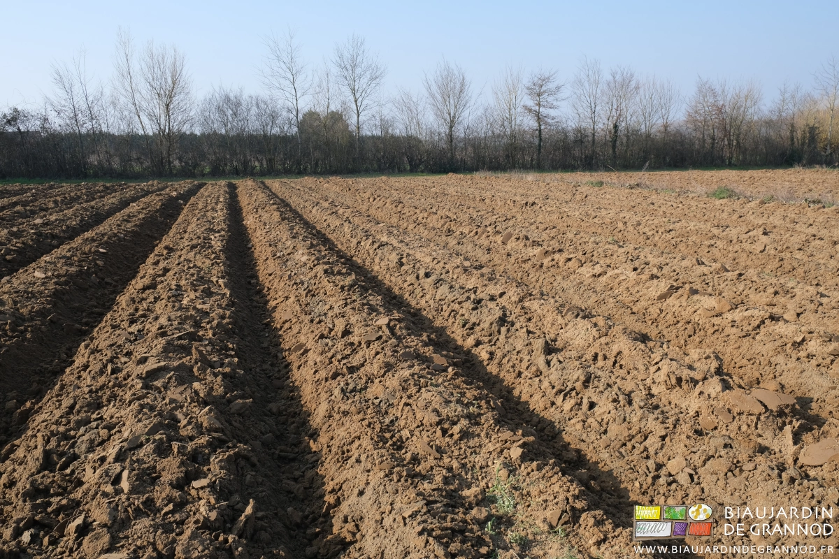 vue d'ensemble d'un carré dont les planches sont toutes buttées