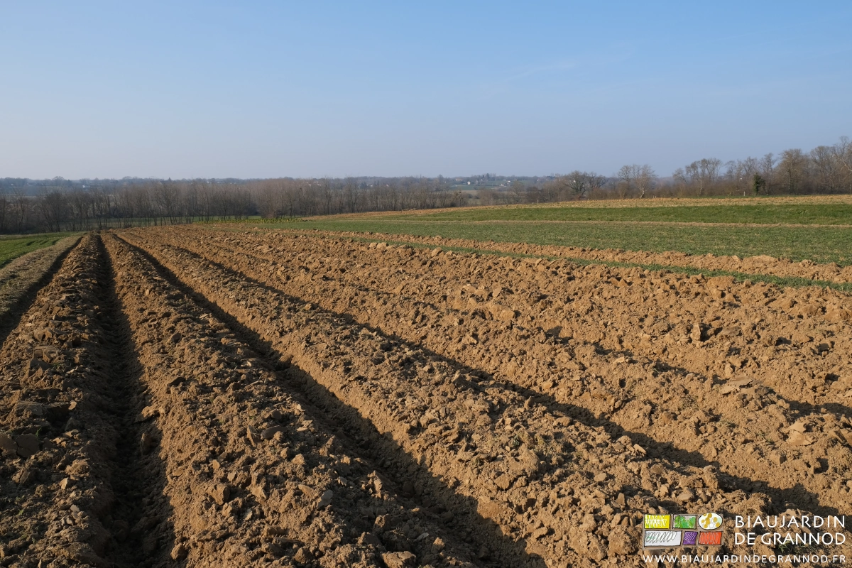 photo de la parcelle de "gros légumes" ses planches montées, devant son bocage doucement vallonné