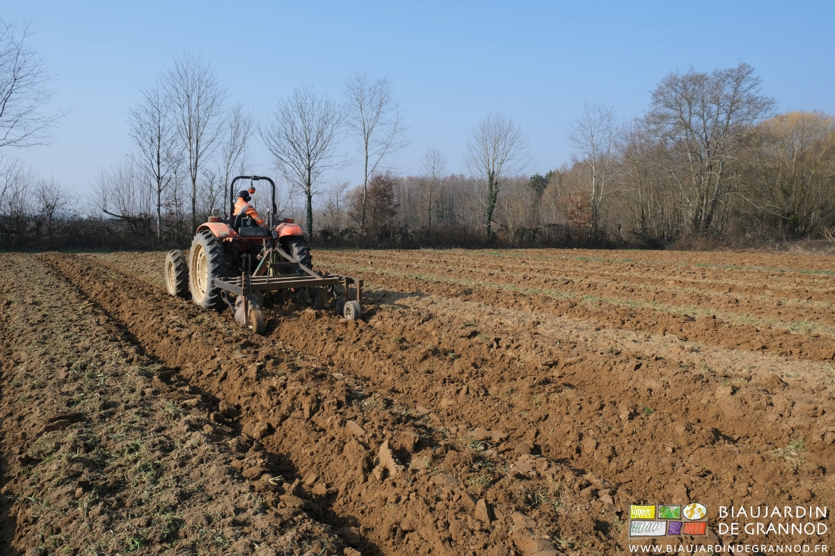 photo de Matthieu au tracteur avec la butteuse pour incorporer les engrais verts dans les buttes